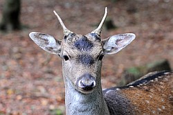 Tierpark - Parc animalier - Zoo