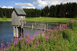 Wasserlufer Teich