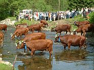 Wildemann - Kuhaustrieb