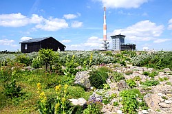 Der Brockengarten bis ins Detail