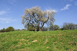 Auf dem Rtzel