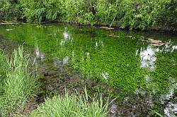 Salzaspring - Source de la Salza - Salza Spring