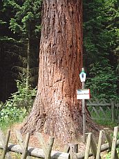 Harz - Mammutbaum - Squoia