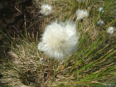 Harz - Wollgras - Linaigrette