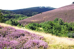 Harzer Heide - Lande du Harz