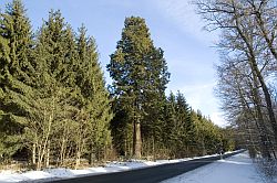 Harz - Mammutbaum - Squoa