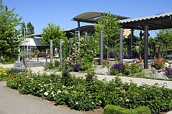 Rosarium - Roseraie - Rose garden