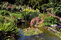 Im Rosarium - Dans la roseraie - In the rose garden