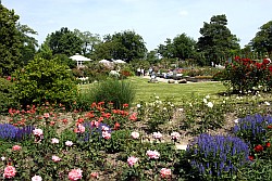 Rosarium - Roseraie - Rose garden