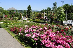 Rosarium - Roseraie - Rose garden