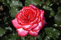 400 Rosen - Roses