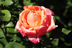 Rosen - Roses
