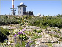brockengarten