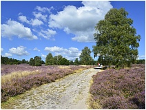 In der Lneburger Heide