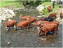 Wildemann